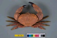 藏品(繆氏哲蟹)的圖片